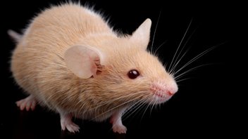 Une souris