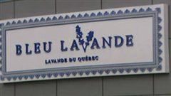 Bleu Lavande