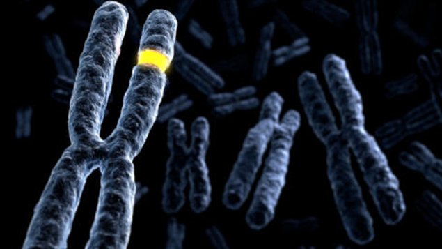 Représentation de chromosomes