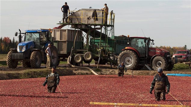 Des agriculteurs québécois récoltent des canneberges.
