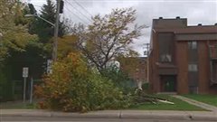 Les forts vents ont brisé des arbres.