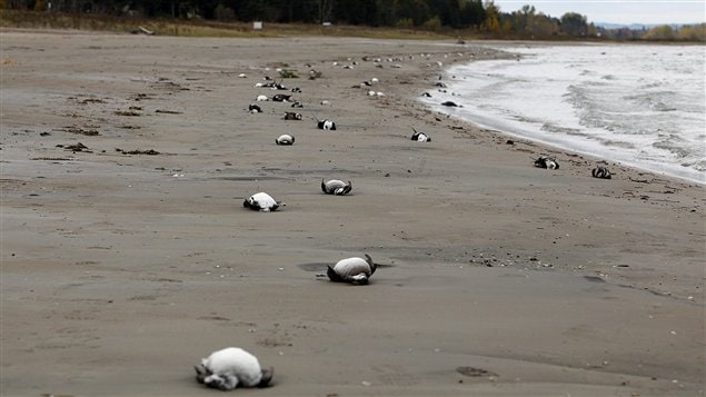 Des milliers d'oiseaux se sont échouées sur les berges de la baie Georgienne au Canada en 2011,