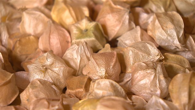 La pelure brune de la cerise de terre prot�ge la baie des insectes et des maladies.