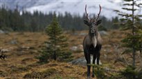 Le caribou des bois en danger