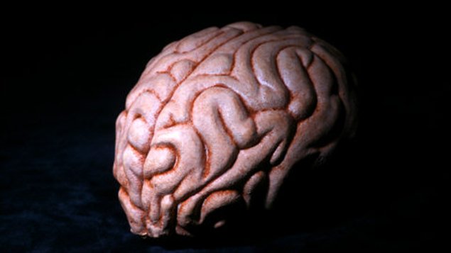 Cerveau