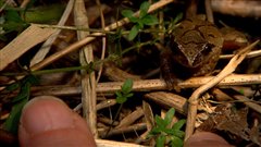 Le Qu�bec compte 11 esp�ces d�anoures, ce groupe d�amphibiens qui comprend les rainettes, les grenouilles et les crapauds.