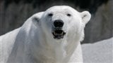 Un ours polaire