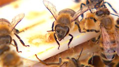 Dans sa vie, une abeille butinera 50 000 fleurs et produira assez de miel pour emplir un d� � coudre.