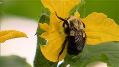 Papillons, bourdons et m�me des chauves-souris peuvent polliniser les plantes de culture humaine.