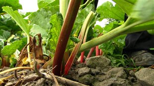 Les devantures comestibles du <i>Fermier urbain</i>