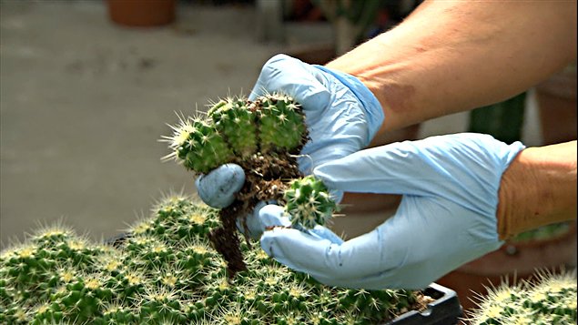 La croissance des cactus est tr�s lente, certaines esp�ces vivent jusqu'� 100 ans.