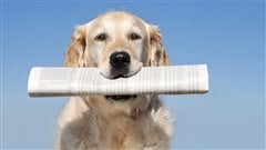 La maltraitance des animaux domestiques est préoccupante au Québec / © iStock La maltraitance des animaux domestiques est préoccupante au Québec / © iStock