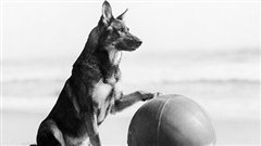 Rin Tin Tin Rin Tin Tin