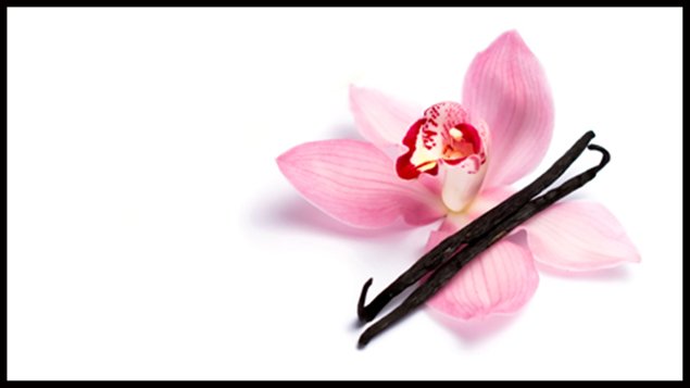 Gousse de vanille et orchidée / ©iStock Gousse de vanille et orchidée / ©iStock