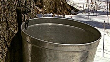 Sirop d'érable