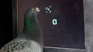 111223_dt8qq_pigeon-nombre_6.jpg