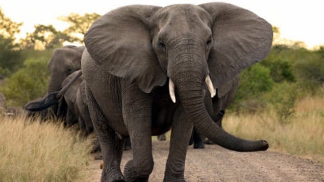 Un éléphant d'Afrique