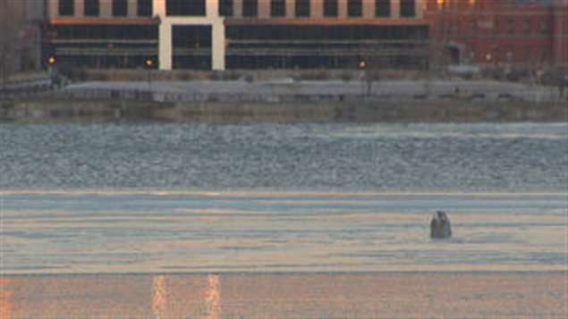 Un harfang des neiges était coincé dans les eaux du lac des Nations à Sherbrooke.