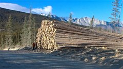 Coupe de bois