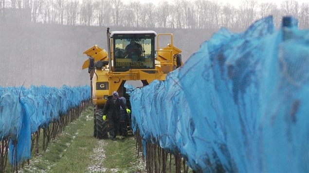 Les vendanges du vin de glace débutent dans ce vignoble dans le Sud de l'Ontario