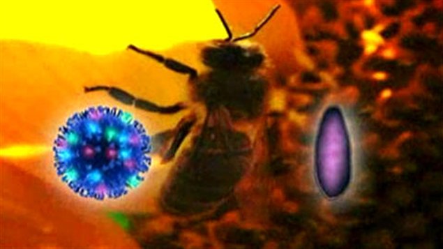 Le syndrome d'effondrement des colonies d'abeilles