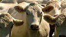 Du boeuf Alléchamps sur les tablettes de l'Abitibi-Témiscamingue