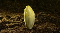 Les caprices de l'endive
