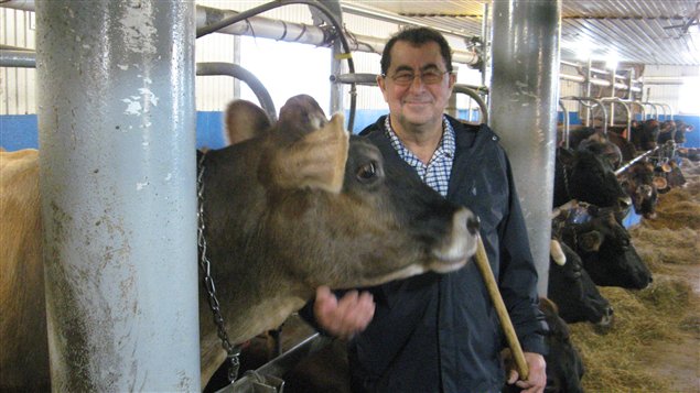 Le fromager et ses vaches canadiennes