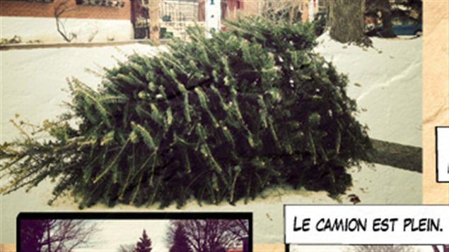 Sur les traces des sapins de Noël…