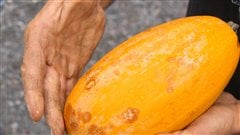 670 millions de tonnes de fruits et l�gumes sont jet�es annuellement dans les pays industrialis�s selon  l�Organisation des Nations Unies pour l�Alimentation et l�agriculture.