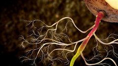 Les champignons se d�veloppent dans les racines de la plante, permettant � la plante de tirer davantage de nutriment du sol.