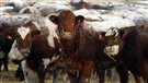 Le prix du boeuf à la hausse
