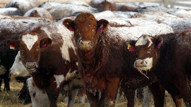 Le troupeau de boeufs d'un producteur de la région d'Airdrie, en Alberta
