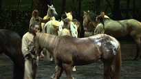 39 chevaux sur la scène d'Odysseo