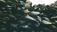 Moules