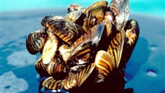 Bien connue dans le bassin des Grands Lacs et du fleuve Saint-Laurent, la moule z�br�e s'est propag�e aux �tats-Unis et remonte la rivi�re rouge en direction du Manitoba.