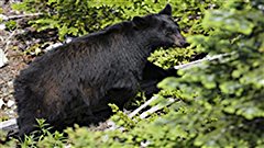 Le minist�re de la Faune estime � 70 000 la population d�ours noir au Qu�bec. Le minist�re de la Faune estime � 70 000 la population d�ours noir au Qu�bec. 