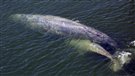 Protection des océans : des experts dénoncent l'inaction du Canada