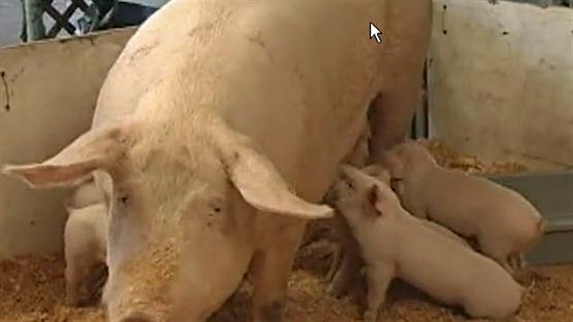 Des cochons à la foire agricole d'Abbotsford