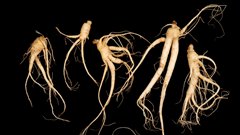 Du ginseng