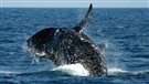 Le stress chronique des baleines
