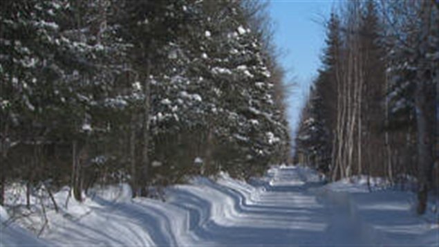Forêt