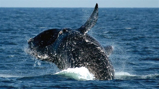 Una ballena franca glacial en el Atlántico norte