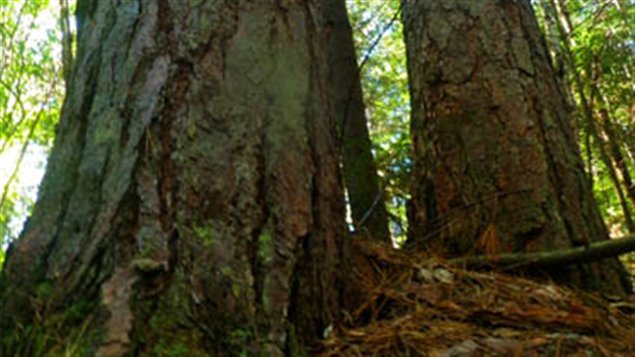 Forêt