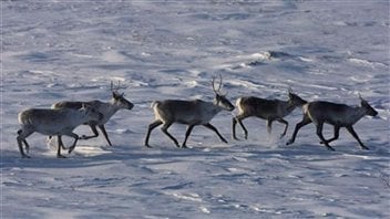 Caribous-nord-troupeau