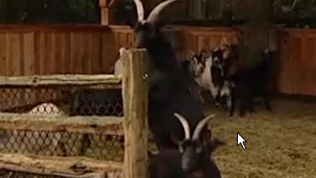 Des chèvres dans l'ancienne ferme du parc Stanley