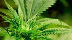 Une plante de cannabis