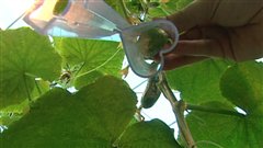 Un moule en plastique donne la forme aux légumes