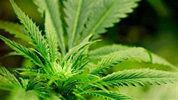 Une plante de cannabis