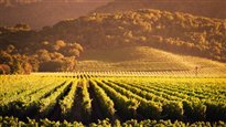 Les vins de la côte Nord-Ouest des États-Unis